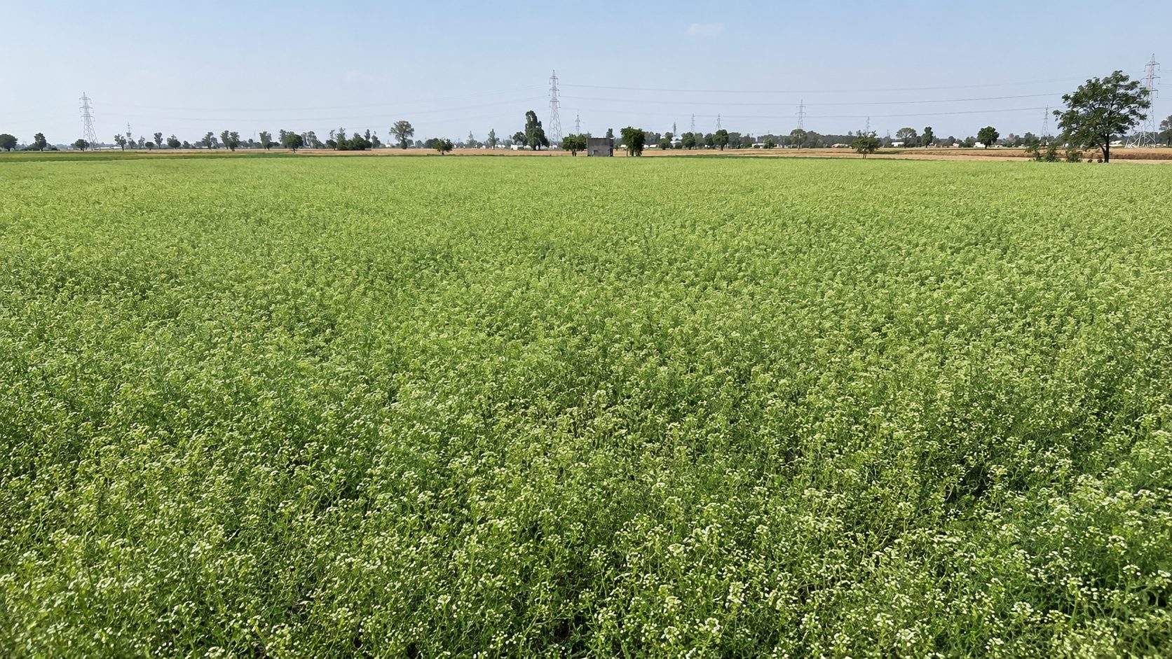Celery field in India