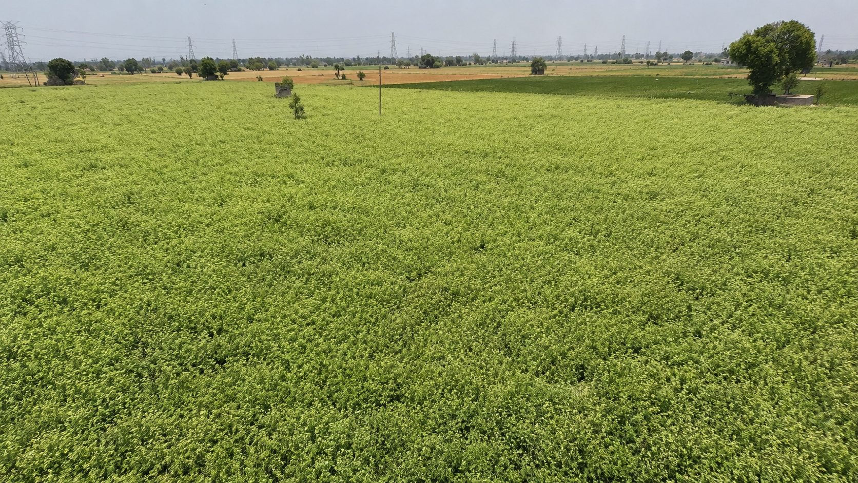 Aerial view of a celery field