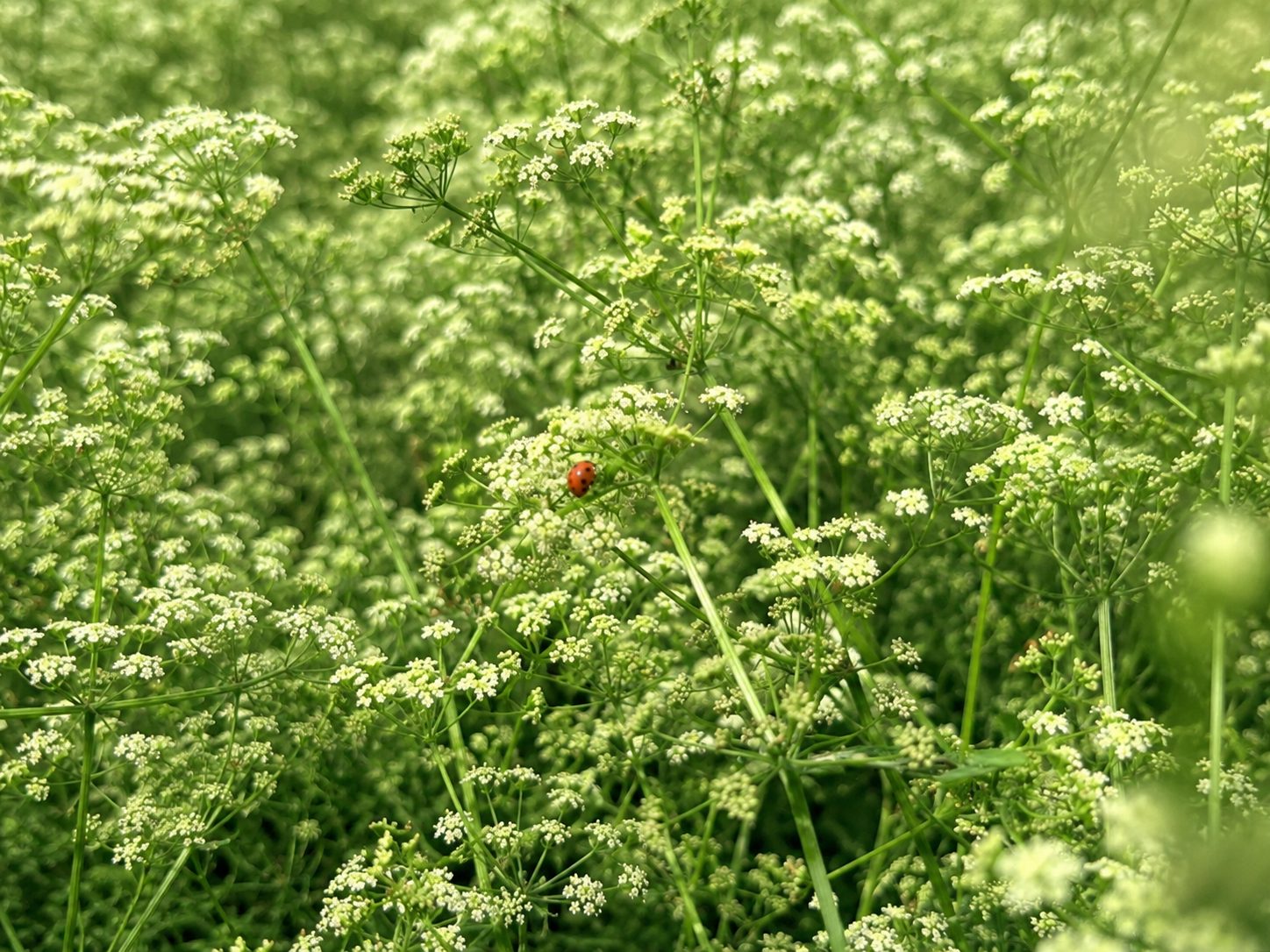 Close-up of celery flowers