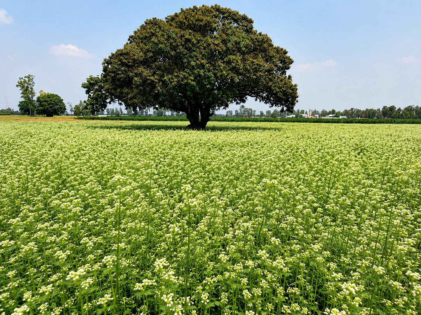 Celery field with a tree at the edge